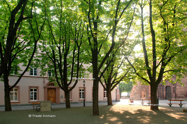BASEL - Lesegesellschaft, Pfalz, Münster