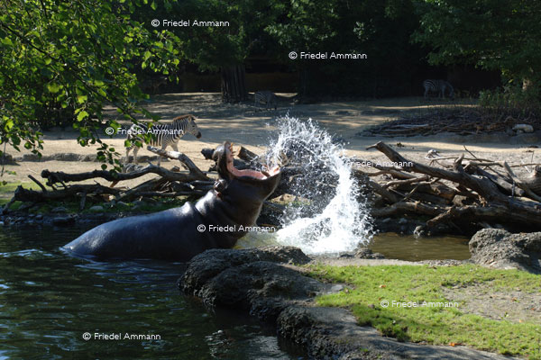 BASEL - Zoologischer Garten, Zolli - Flusspferd