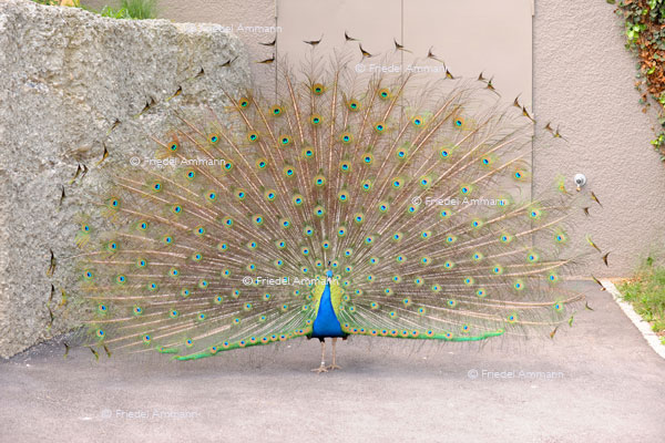 BASEL - Zoologischer Garten, Zolli - Pfau