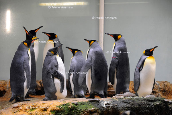 BASEL - Zoologischer Garten, Zolli - Königspinguine