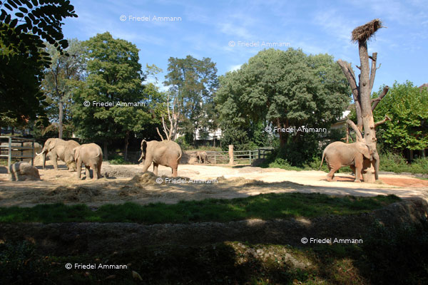 BASEL - Zoologischer Garten, Zolli - Elefantengehege