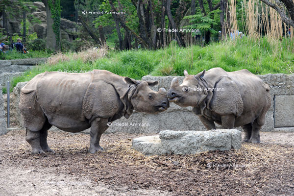 BASEL - Zoologischer Garten, Zolli - Panzernashörner
