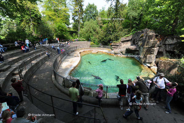 BASEL - Zoologischer Garten, Zolli - Seelöwen