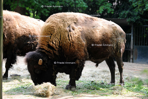 BASEL - Zoologischer Garten, Zolli - Bison