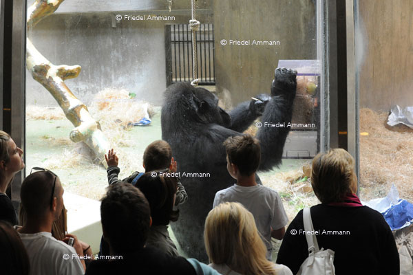BASEL - Zoologischer Garten, Zolli - Gorilla