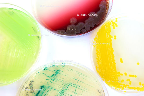 BASILEA Pharmaceutica