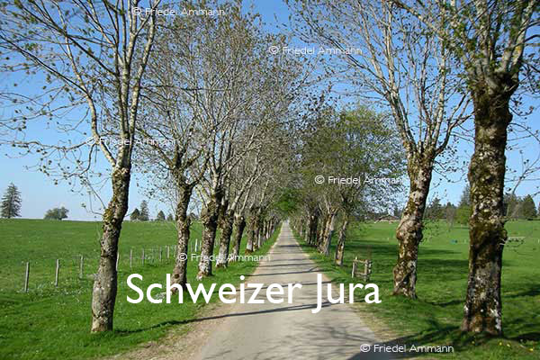 BAUTEN / MOBILITÄT – BUILDINGS / MOBILITY - Strassen, Tunnels - Roads, Tunnel – Schweizer Jura