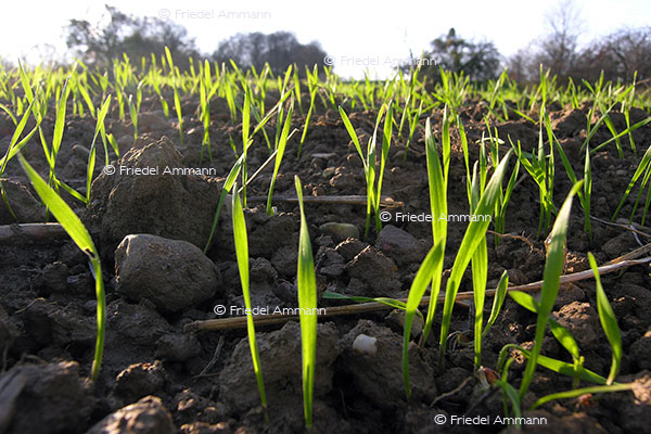 IMPRESSIONEN – Frühling / Spring