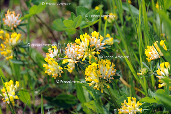 IMPRESSIONEN – Frühling / Spring