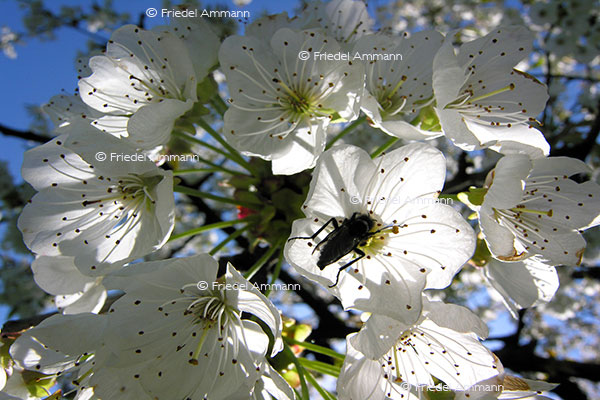 IMPRESSIONEN – Frühling / Spring - Kirschbaum / Cherry Tree