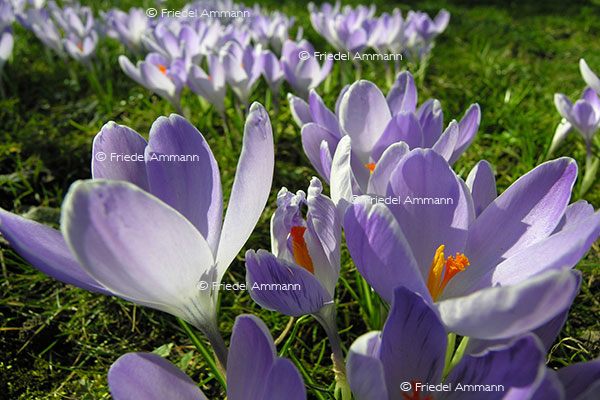 IMPRESSIONEN – Frühling / Spring – Krokus / Crocus