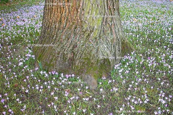 IMPRESSIONEN – Frühling / Spring – Krokus / Crocus