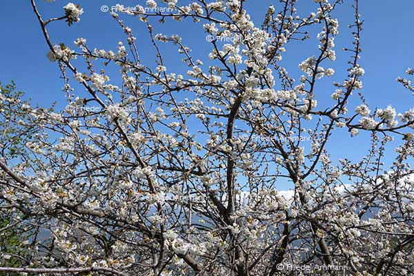 IMPRESSIONEN – Frühling / Spring - Kirschbäume / Cherry Trees