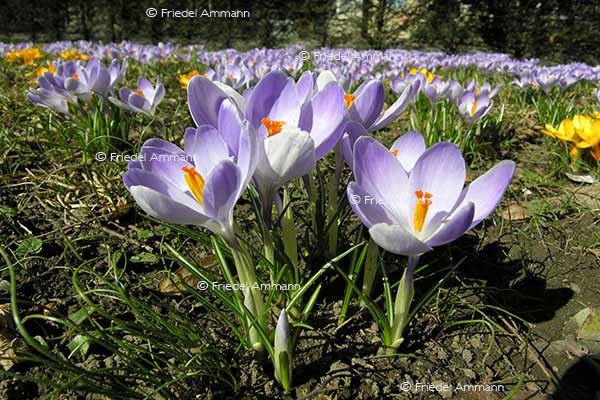 IMPRESSIONEN – Frühling / Spring – Krokus / Crocus