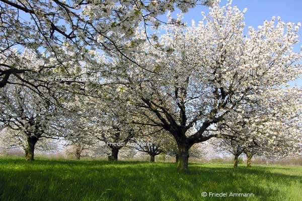 IMPRESSIONEN – Frühling / Spring – Kirschbäume / Cherry Trees