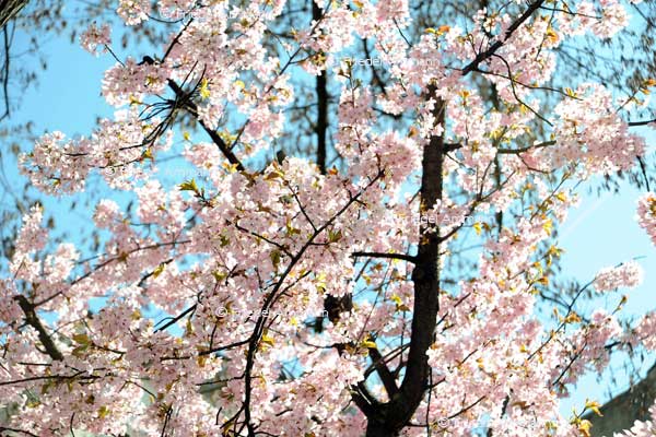 IMPRESSIONEN - Frühling - Japanischer Pfirsichbaum