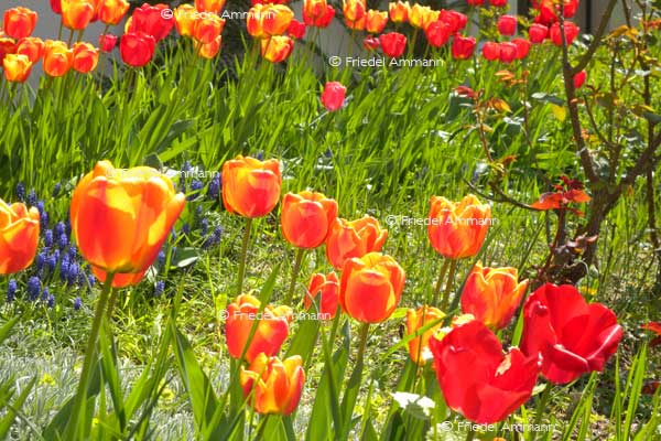 IMPRESSIONEN – Frühling / Spring – Tulpen
