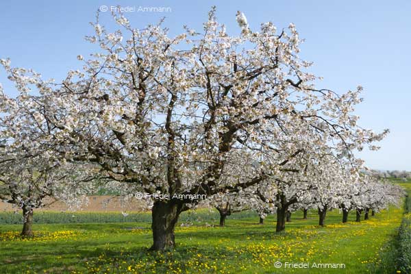IMPRESSIONEN – Frühling / Spring – Kirschbäume / Cherry Trees