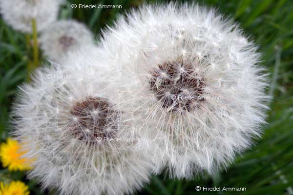 IMPRESSIONEN – Frühling / Spring – Löwenzahn