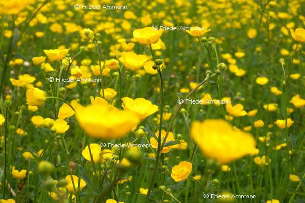 IMPRESSIONEN – Frühling / Spring – Hahnenfuss