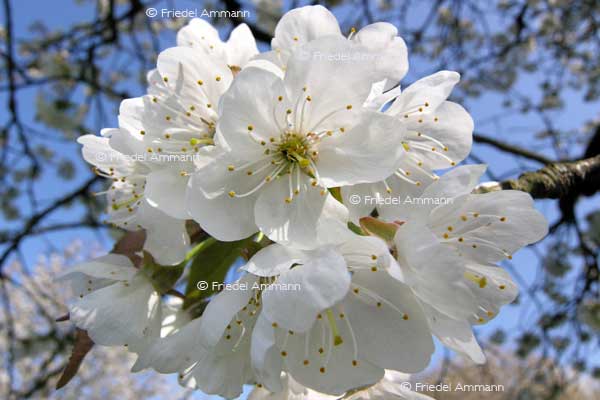 IMPRESSIONEN – Frühling / Spring – Kirschbaumblüten