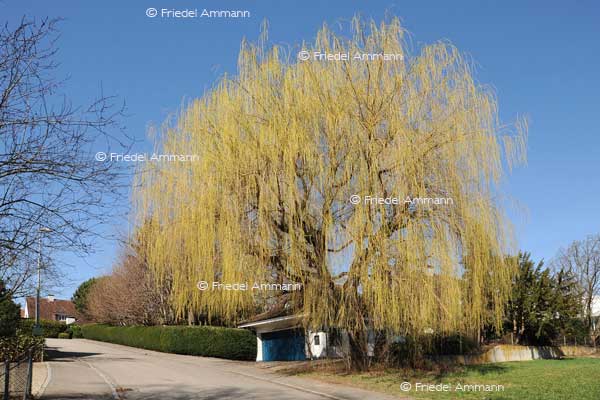 IMPRESSIONEN – Frühling / Spring – Trauerweide