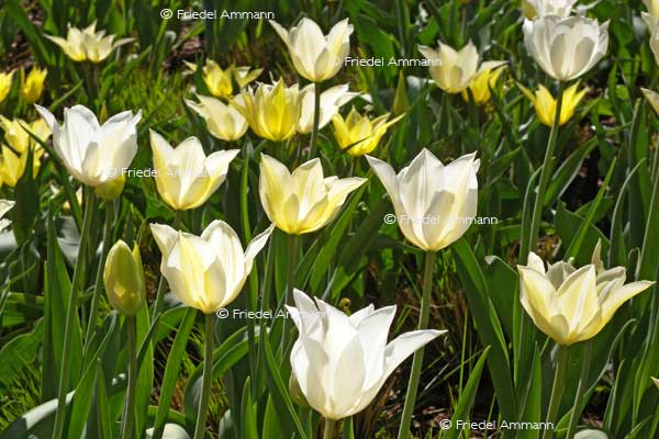 IMPRESSIONEN – Frühling / Spring – Tulpen