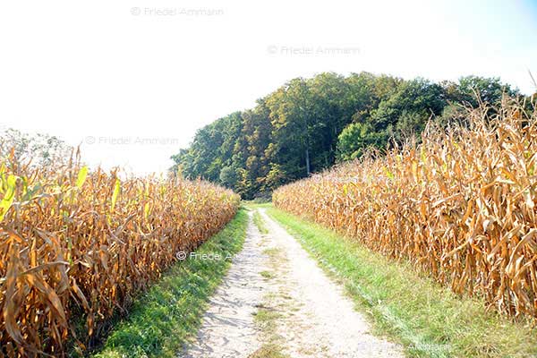 Sommer / Summer
