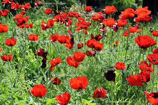 Sommer / Summer