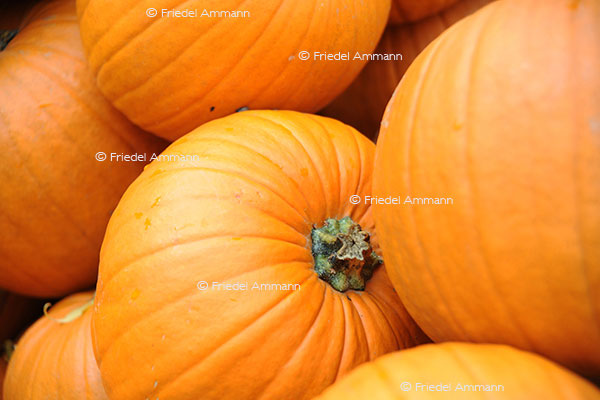 IMPRESSIONEN - Herbst / Autumn