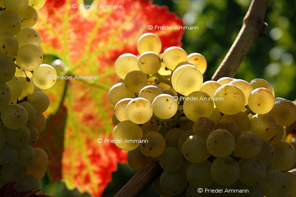 IMPRESSIONEN - Herbst / Autumn