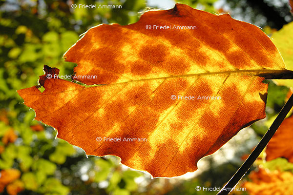 IMPRESSIONEN - Herbst / Autumn