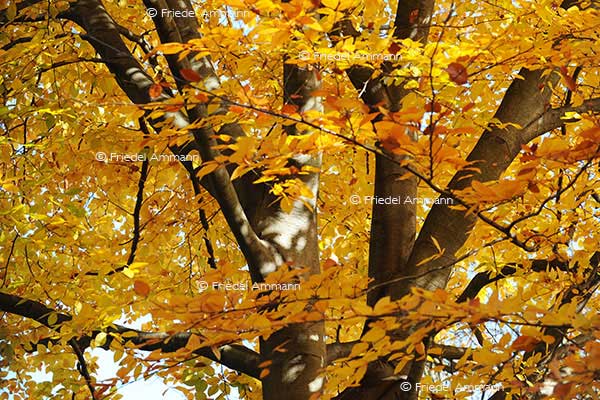 IMPRESSIONEN - Herbst / Autumn
