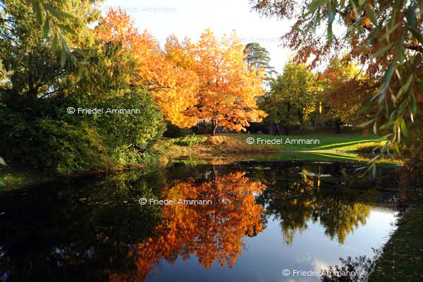 IMPRESSIONEN - Herbst / Autumn