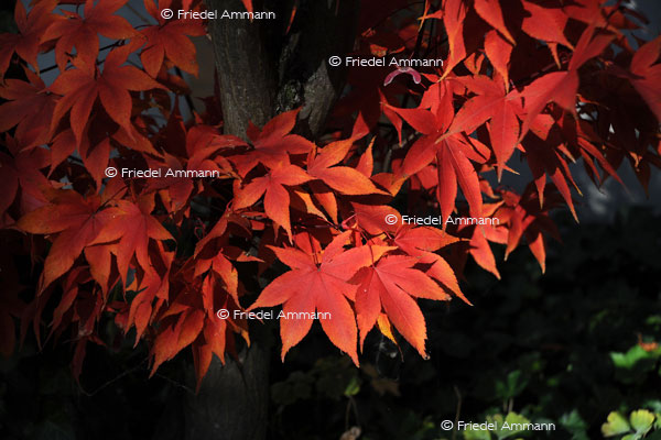 IMPRESSIONEN - Herbst / Autumn