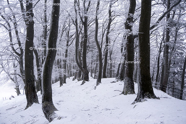 IMPRESSIONEN - Winter