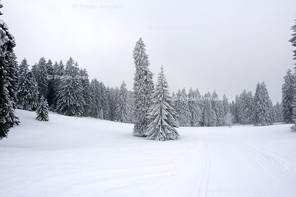 IMPRESSIONEN - Winter