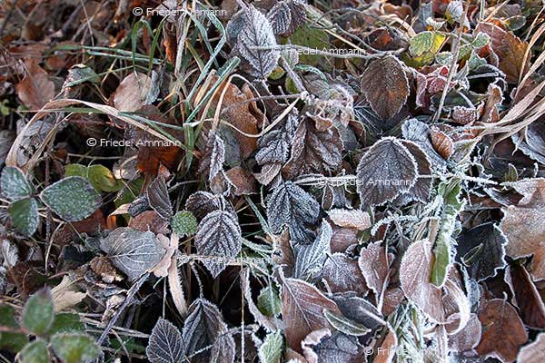 IMPRESSIONEN - Winter