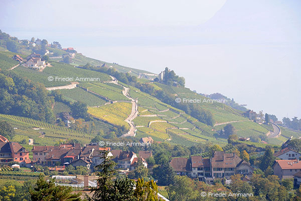 IMPRESSIONEN - Landschaften / Landscapes – Lavaux, Schweiz