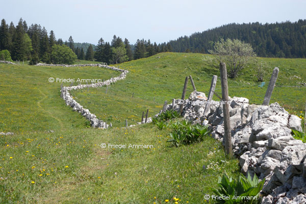 IMPRESSIONEN - Landschaften / Landscapes – Jura, Schweiz