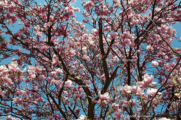 IMPRESSIONEN – Natur 1 - Magnolienbaum