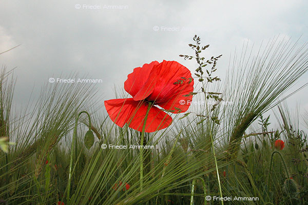 IMPRESSIONEN – Natur 1 - Mohnblume