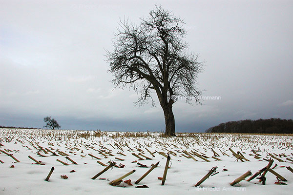 IMPRESSIONEN – Natur 1