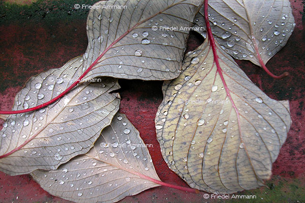 IMPRESSIONEN – Natur 1