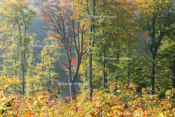 IMPRESSIONEN – Natur 1 - Herbstwald