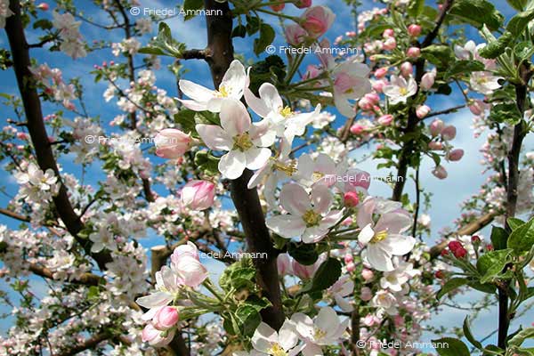 IMPRESSIONEN – Natur 1 - Apfelblüten