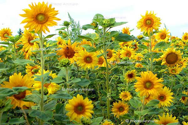 IMPRESSIONEN – Natur 1 - Sonnenblumen