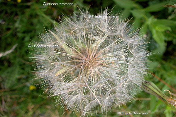 IMPRESSIONEN – Natur 1 - Löwenzahn