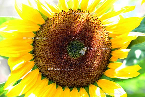 IMPRESSIONEN – Natur 1 - Sonnenblume