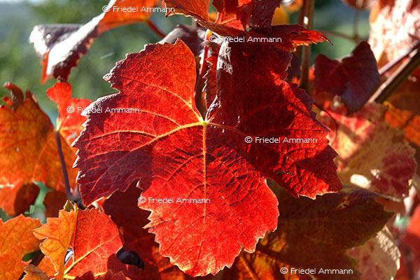 IMPRESSIONEN – Natur 1 - Weinblatt